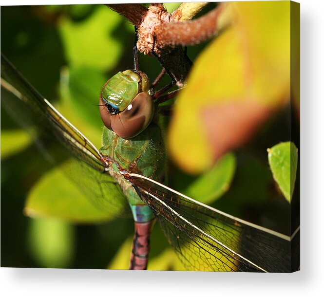 Dragonfly Acrylic Print featuring the photograph Green Darner Close Up by William Selander