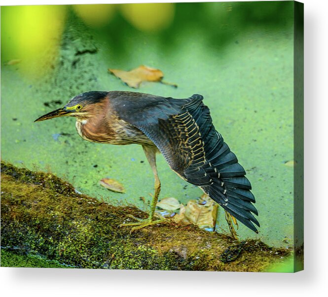 Green Heron Acrylic Print featuring the photograph Green Heron Wing by Jerry Cahill