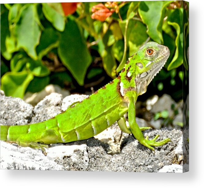 Lizard Acrylic Print featuring the photograph Green Iguana by Amy McDaniel