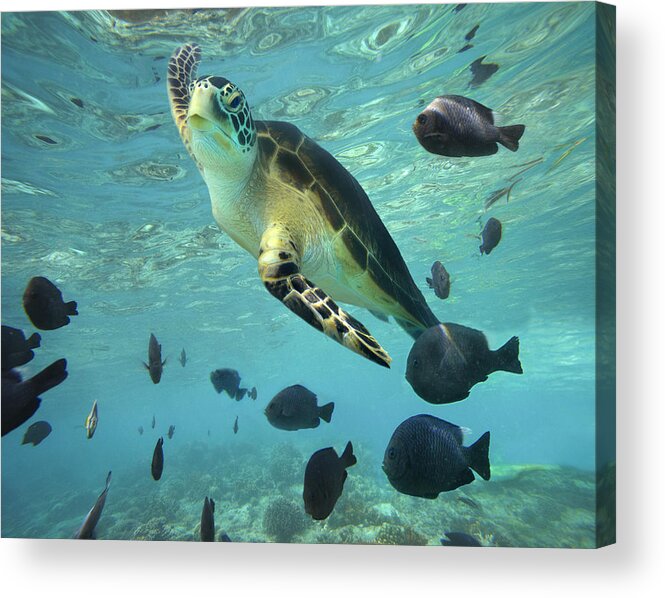 00451420 Acrylic Print featuring the photograph Green Sea Turtle Balicasag Island by Tim Fitzharris