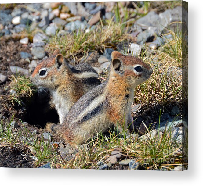 Callospermophilus Lateralis Acrylic Print featuring the photograph Ground Squirrels at Molas Pass by Catherine Sherman