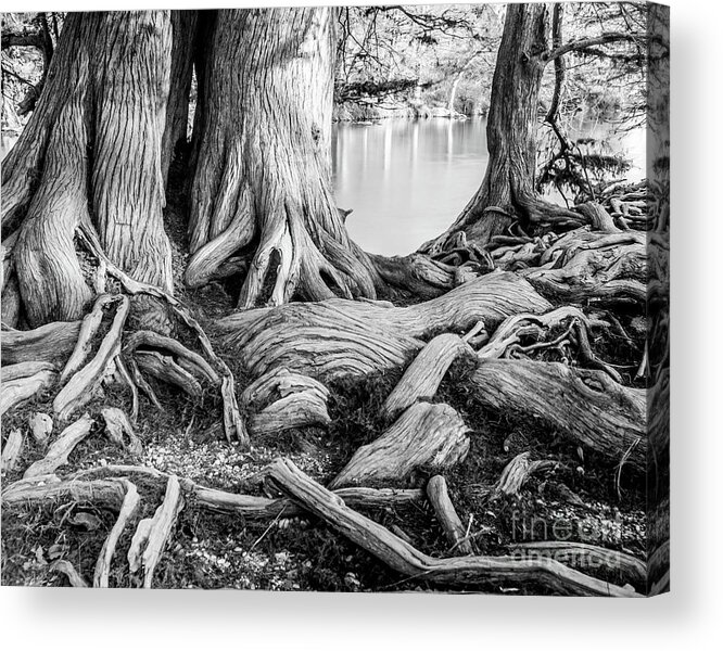 Michael Tidwell Mike Tidwell Guadalupe Bald Cypress In Black And White Acrylic Print featuring the photograph Guadalupe Bald Cypress in Black and White by Michael Tidwell