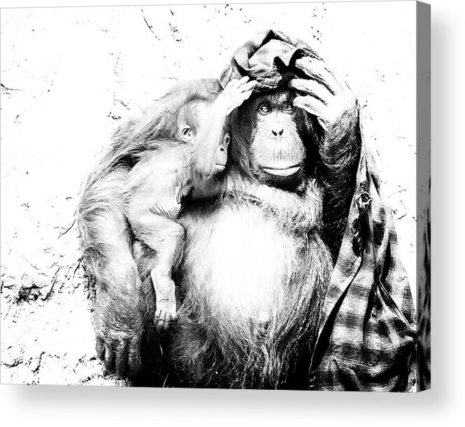 Crystal Yingling Acrylic Print featuring the photograph Hangin Out by Ghostwinds Photography