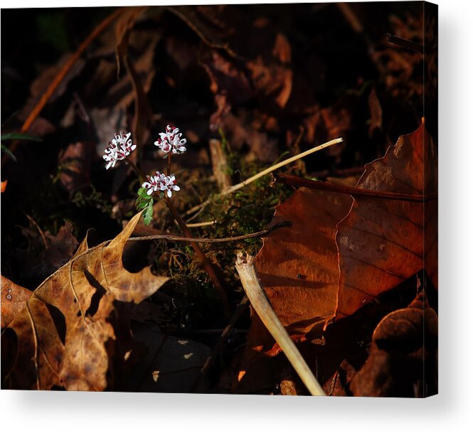 Harbinger Of Spring Acrylic Print featuring the photograph Harbinger of Spring in Lost Valley by Michael Dougherty