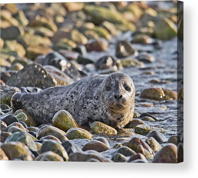 Harbour Seal Acrylic Print featuring the photograph Harbour Seal Pup by Carl Olsen