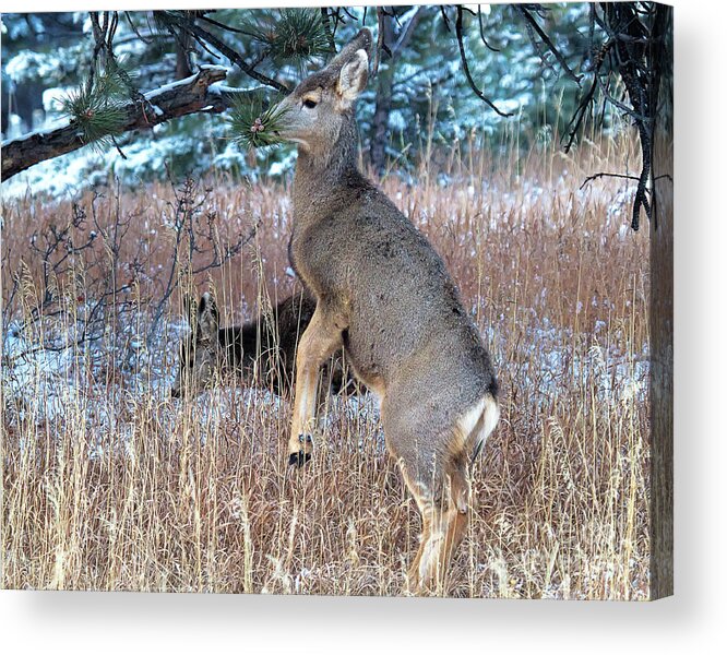 Deer Acrylic Print featuring the photograph Hard to Reach by Jim Garrison