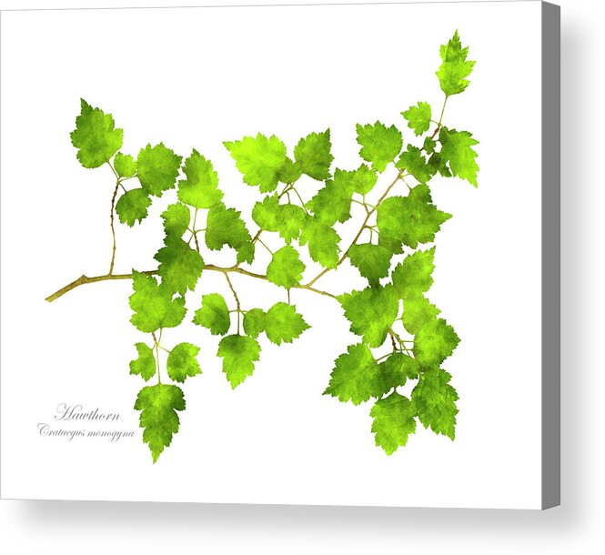 Leaves Acrylic Print featuring the mixed media Hawthorn Pressed Leaf Art by Christina Rollo
