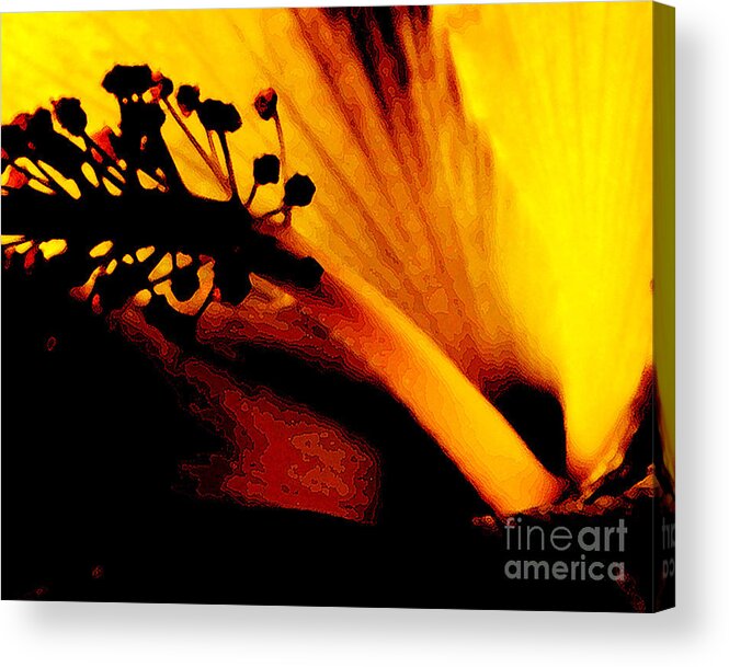 Flower Acrylic Print featuring the photograph Heat by Linda Shafer