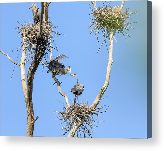 Great Blue Heron Acrylic Print featuring the photograph Heron Courting 2 of 6 The Exchange by Joni Eskridge