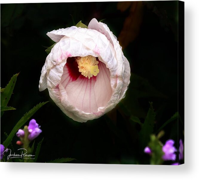 Hibiscus Acrylic Print featuring the photograph Hibiscus in bloom by Jackson Pearson