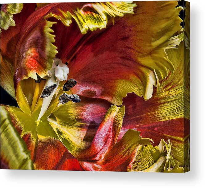 Flowers Acrylic Print featuring the photograph Hibiscus Spice by Joetta West