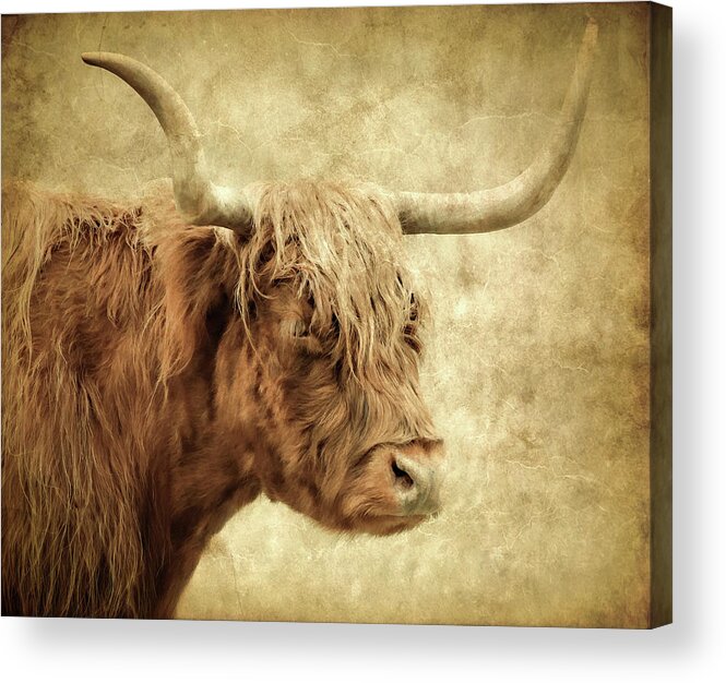 Highland Cow Acrylic Print featuring the photograph Highland Cow Paint by Athena Mckinzie