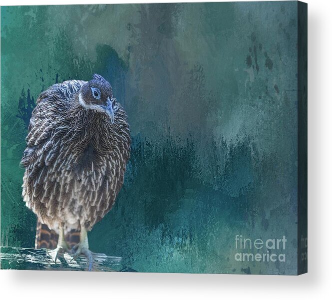 Pheasant Acrylic Print featuring the photograph Himalayan Monal by Eva Lechner