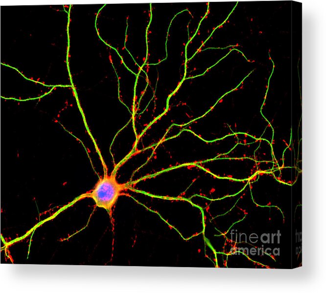 Science Acrylic Print featuring the photograph Hippocampal Neuron In Culture by Science Source