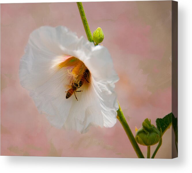 Flowers Acrylic Print featuring the photograph Hollyhocks for dinner by Carolyn D'Alessandro