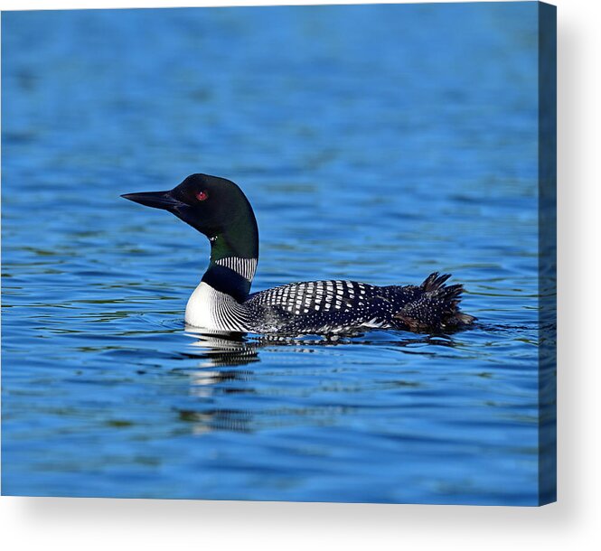 Common Loon Acrylic Print featuring the photograph Home by Tony Beck