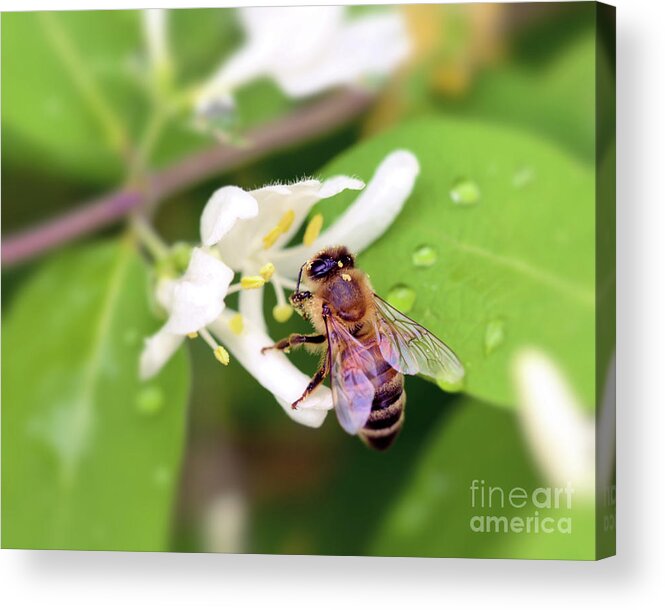 Honey Bee Acrylic Print featuring the photograph Honey Bee in the Honeysuckle by Kerri Farley