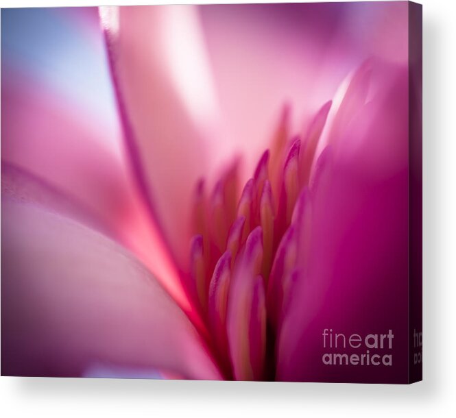 Magnolia Acrylic Print featuring the photograph Hope by Jan Bickerton