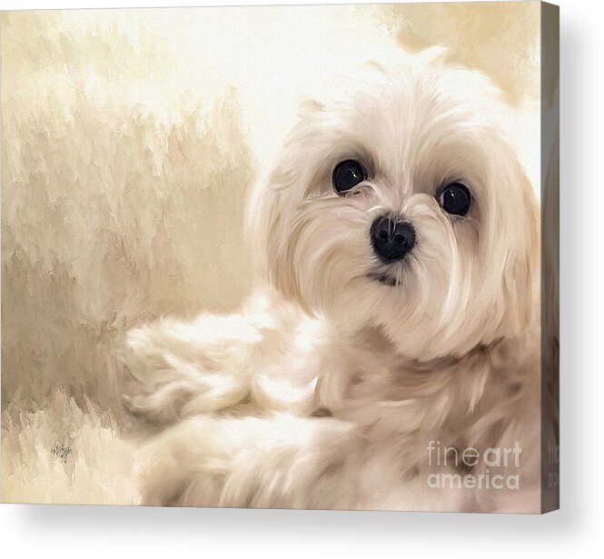 Maltese Acrylic Print featuring the digital art Hoping For A Cookie by Lois Bryan
