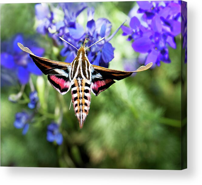 Insect Acrylic Print featuring the photograph Horned Moth by Scott Cordell