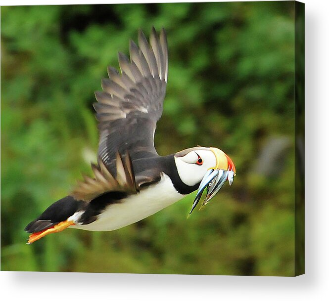 Puffin Acrylic Print featuring the photograph Horned Puffin by Ted Keller