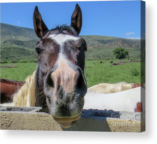 Horse Acrylic Print featuring the photograph Horse 13 by Christy Garavetto