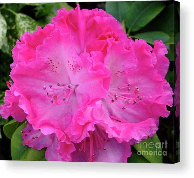 Pink Acrylic Print featuring the photograph Hot Pink Rhoda by Julia Underwood
