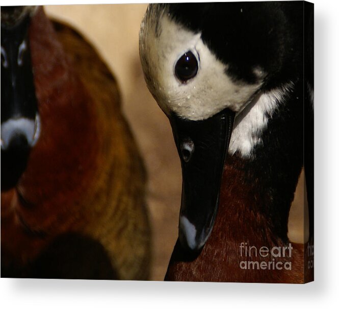 Ducks Acrylic Print featuring the photograph Humble In Spirit by Linda Shafer