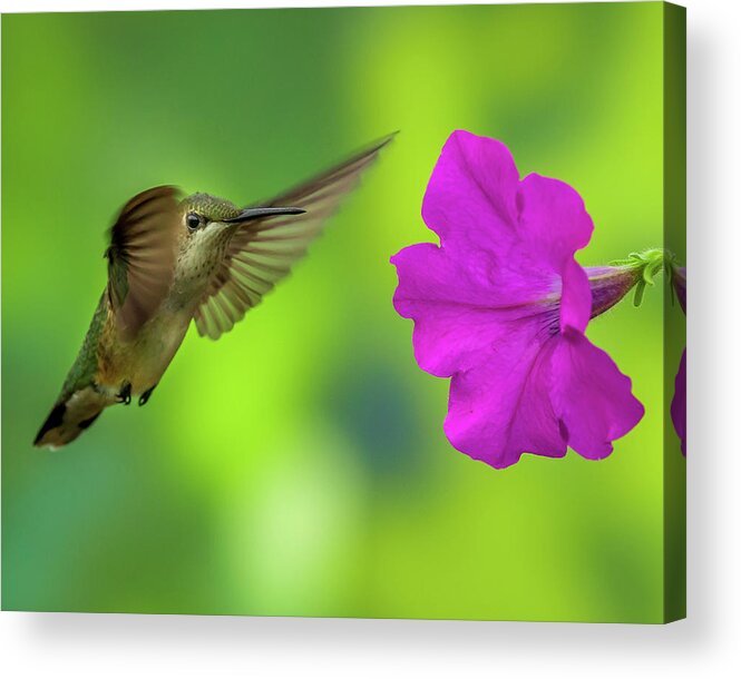 Hummingbird Acrylic Print featuring the photograph Hummingbird and Flower by Allin Sorenson