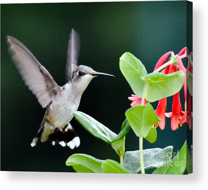 Hummingbird Acrylic Print featuring the photograph Hummingbird On The Approach by Kerri Farley