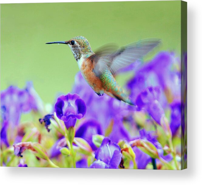 Hummingbird Acrylic Print featuring the photograph Hummingbird Visiting Violets by Laura Mountainspring