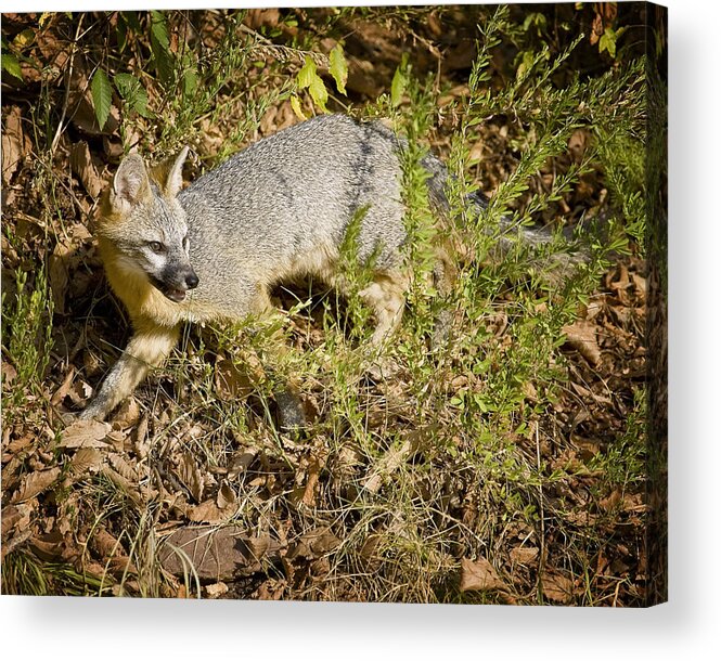 Gray Fox Acrylic Print featuring the photograph Hunting Gray Fox by Michael Dougherty