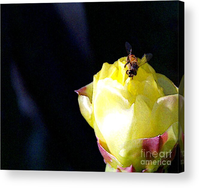 Cactus Acrylic Print featuring the photograph I Feel You Always Near by Linda Shafer