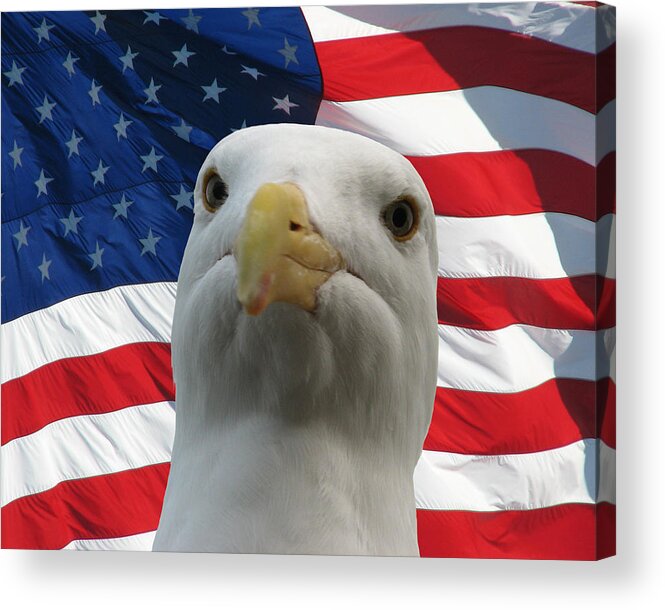 Darin Volpe Animals Acrylic Print featuring the photograph I'm an Eagle, Dammit -- Western Gull and American Flag by Darin Volpe