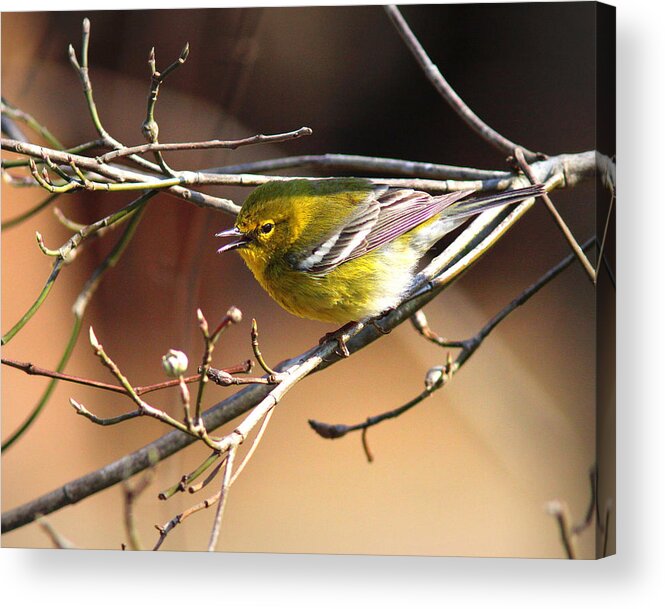 Pine Warbler Acrylic Print featuring the photograph IMG_2251 - Pine Warbler by Travis Truelove