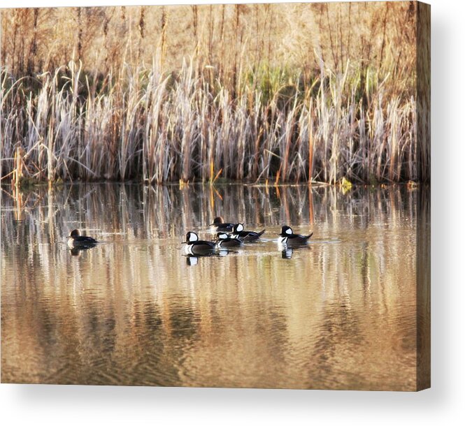Hooded Mergansers Acrylic Print featuring the photograph IMG_3101-001 - Hooded Mergansers by Travis Truelove