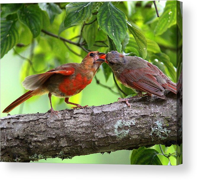 Northern Cardinal Acrylic Print featuring the photograph IMG_4283 - Northern Cardinal by Travis Truelove