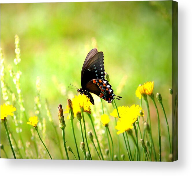 Butterfly Acrylic Print featuring the photograph IMG_6993-001 - Butterfly by Travis Truelove