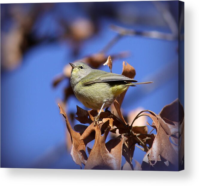 Orange-crowned Warbler Acrylic Print featuring the photograph IMG_7413-003 - Orange-crowned Warbler by Travis Truelove