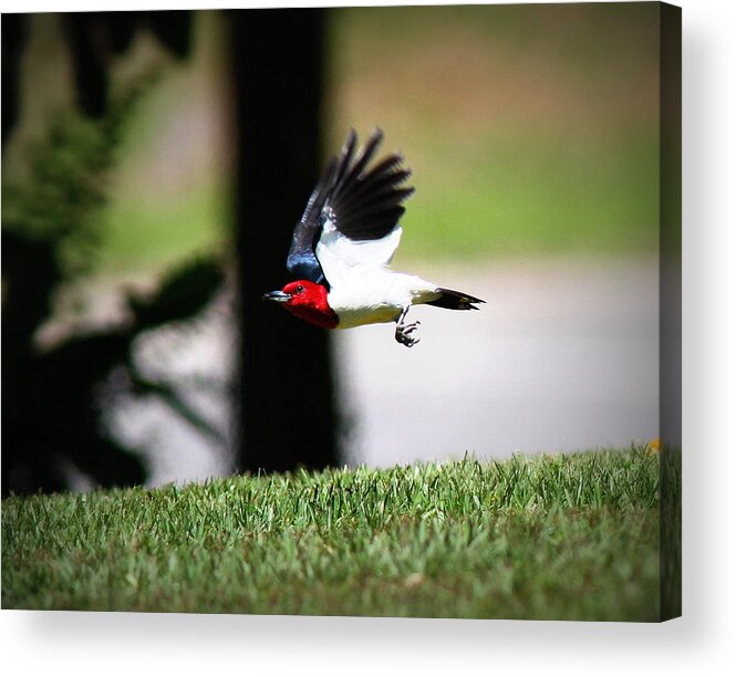  Red-headed Woodpecker Acrylic Print featuring the photograph IMG_9193-001 - Red-headed Woodpecker by Travis Truelove