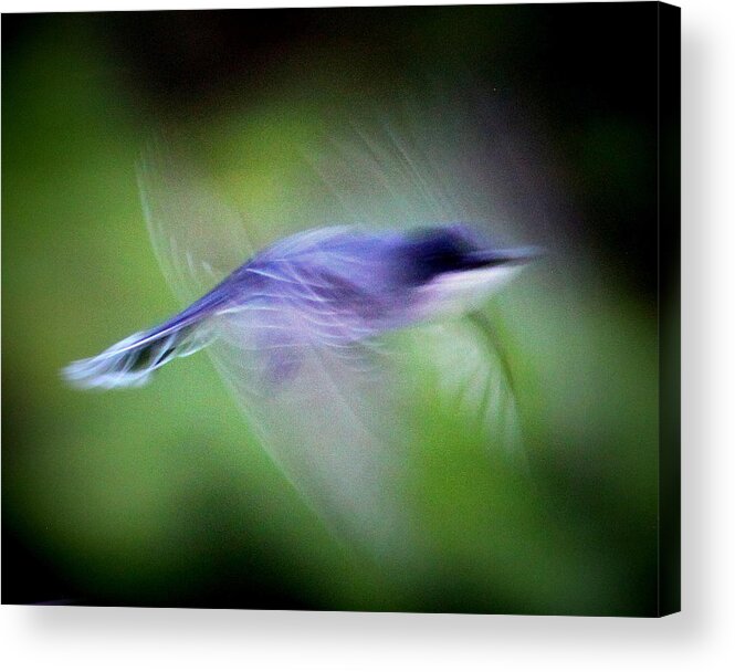 Nature In Motion Acrylic Print featuring the photograph IMG_9212 - Nature in Motion by Travis Truelove