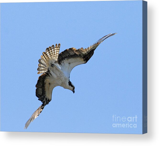 Osprey Acrylic Print featuring the photograph In the Dive by Alana Ranney