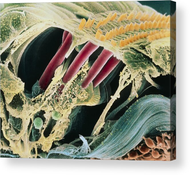 Magnified Image Acrylic Print featuring the photograph Inner Ear Organ Of Corti by Dr Goran Bredberg