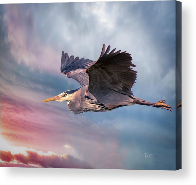 Oregon Acrylic Print featuring the photograph Into the Wild by Bill Posner