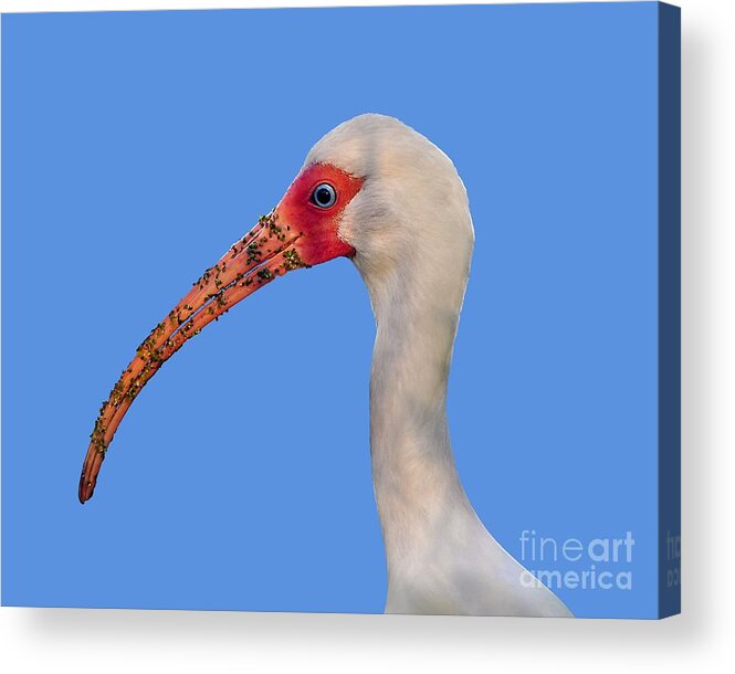 Ibis Acrylic Print featuring the photograph Intriguing Ibis .png by Al Powell Photography USA