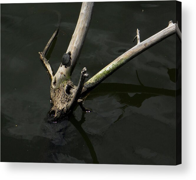 Turtle Acrylic Print featuring the photograph Island Sanctuary by Maggy Marsh
