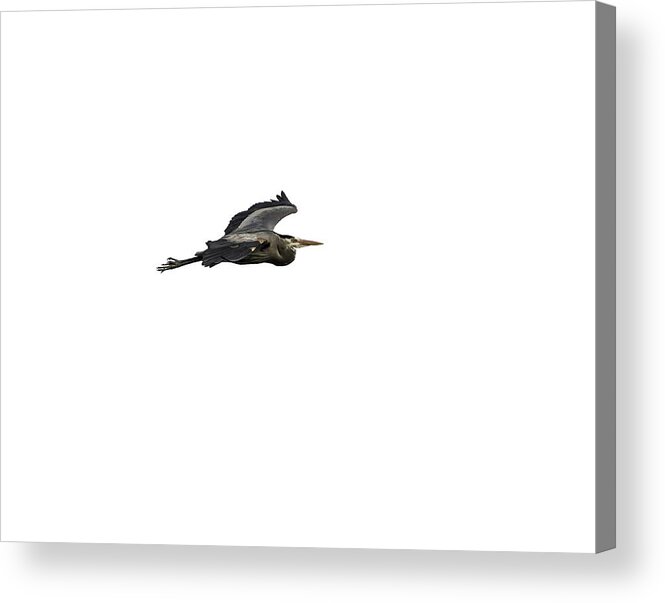 Great Blue Heron Acrylic Print featuring the photograph Isolated Great Blue Heron 2015-2 by Thomas Young