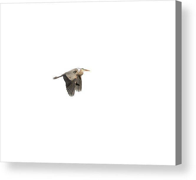 Great Blue Heron Acrylic Print featuring the photograph Isolated Great Blue Heron 2015-5 by Thomas Young