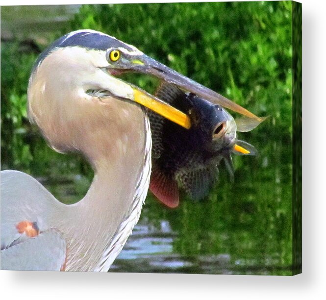 Fish Acrylic Print featuring the photograph It Must Be Friday by Lori Lafargue