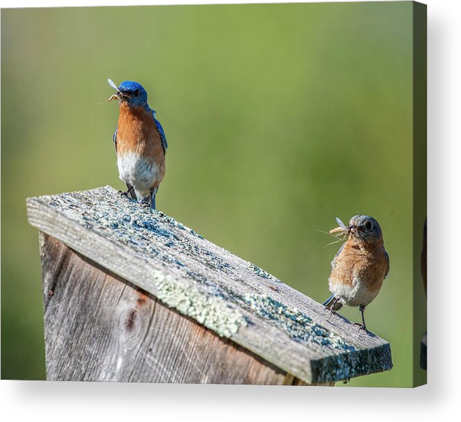 Avian Acrylic Print featuring the photograph It Takes Two by Cathy Kovarik